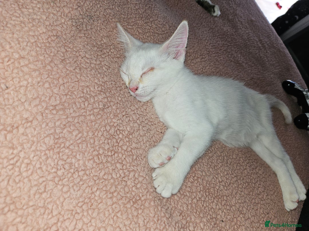 Mixed Breed cats for sale: White kitten  - Image 2