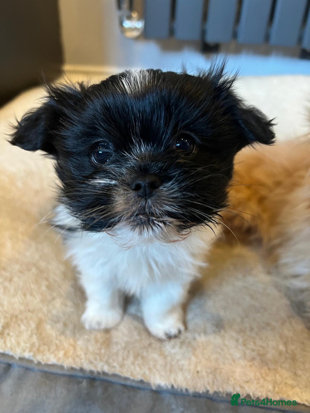 Mixed Breed dogs for sale: Shih Apso - Advert 4