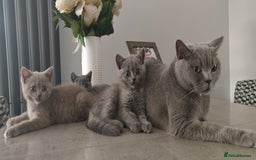 British Shorthair cats for sale: British shorthair blue / lilac kittens  - Image 27