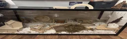 Hamster rodents for sale: Female Syrian and full enclosure  - Advert 3