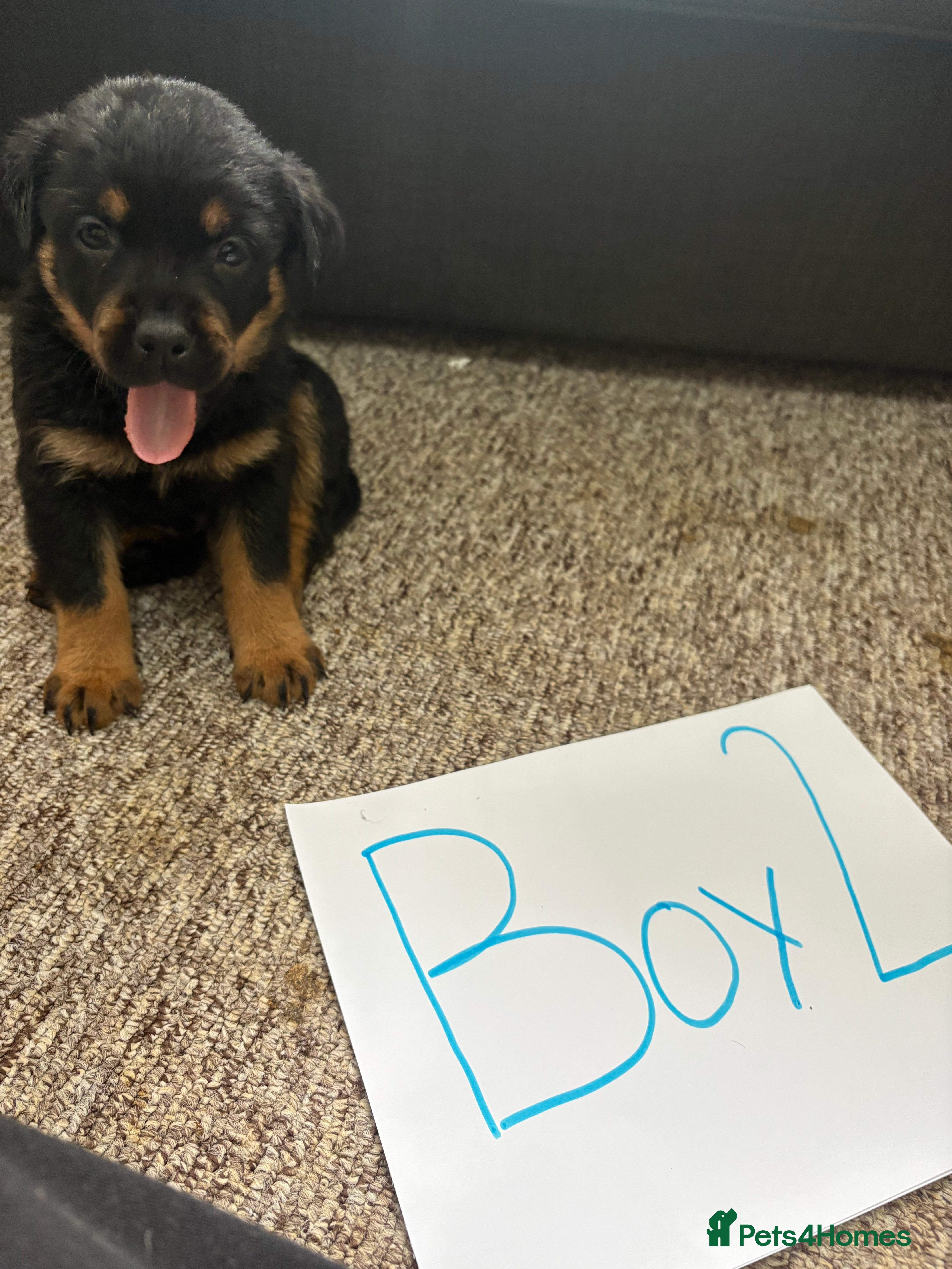 Rottweiler dogs for sale: Beautiful Chucky rottie pups - Advert 17
