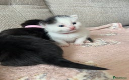 Mixed Breed cats for sale: 4 fluffy Russian blue mix kittens  - Image 3
