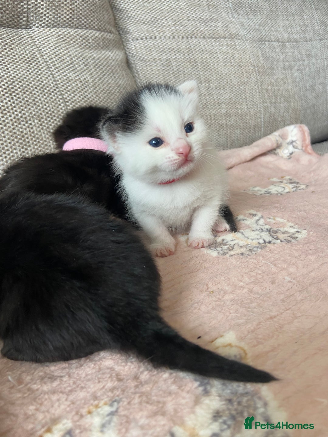 Mixed Breed cats for sale: 4 fluffy Russian blue mix kittens  - Image 3