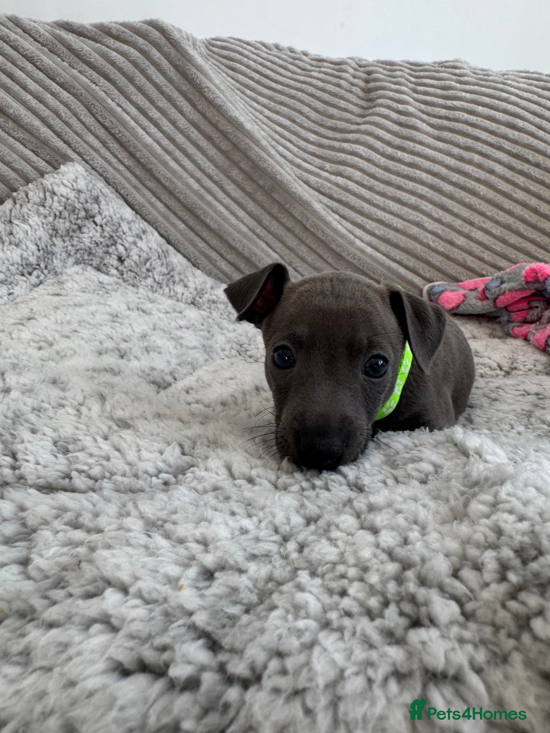 Italian Greyhound dogs for sale: KC registered blue Italian greyhounds for sale - Advert 9