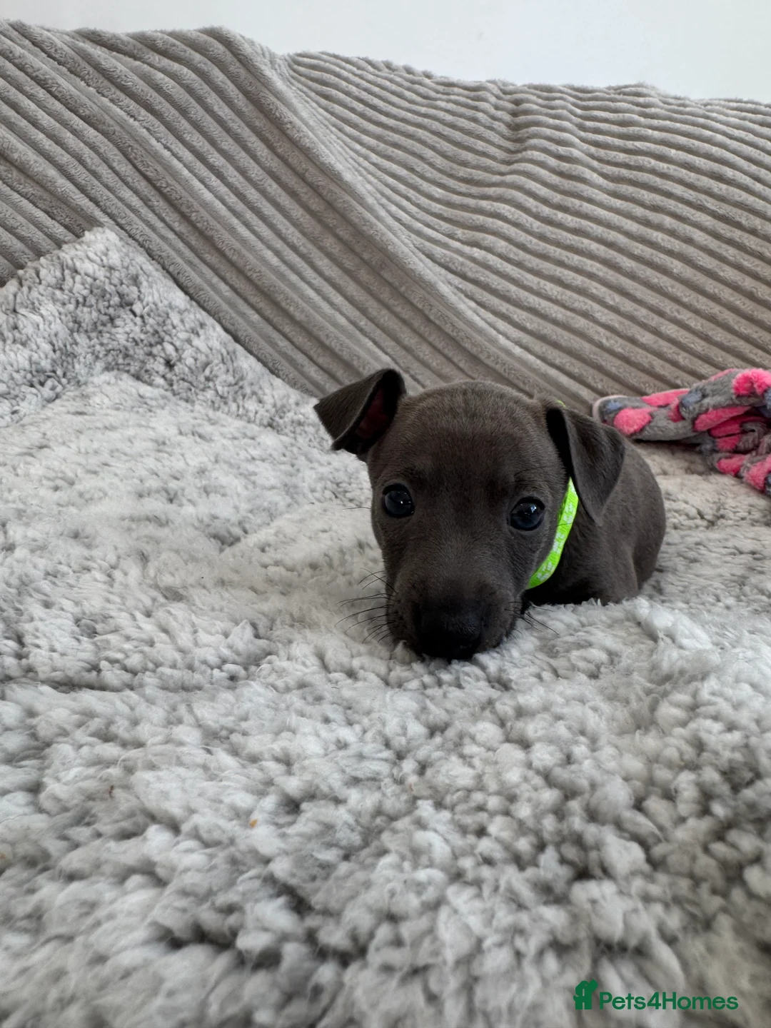 Italian Greyhound dogs for sale: KC registered blue Italian greyhounds for sale - Advert 9