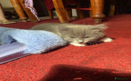 Mixed Breed cats for sale: Beautiful kittens  - Image 7