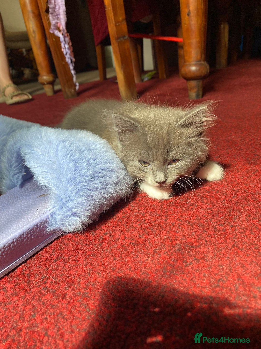 Mixed Breed cats for sale: Beautiful kittens  - Image 7