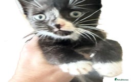 Mixed Breed cats for sale: Beautiful Litter of 4 kittens  - Image 11