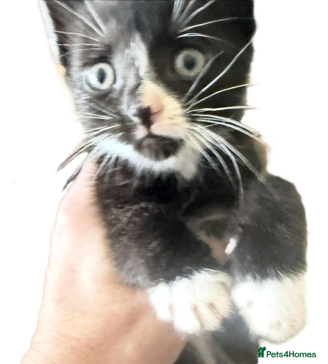 Mixed Breed cats for sale: Beautiful Litter of 4 kittens  - Image 11