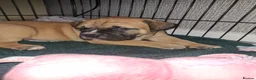 Mixed Breed dogs for sale: Muscle mastiff puppies  - Advert 19