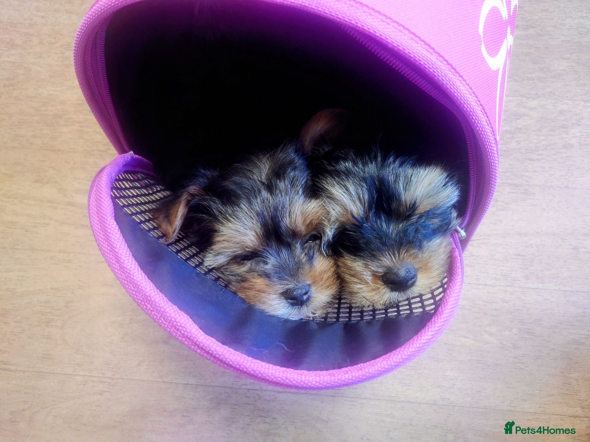 Yorkshire Terrier dogs Yorkshire puppies  - Advert 2