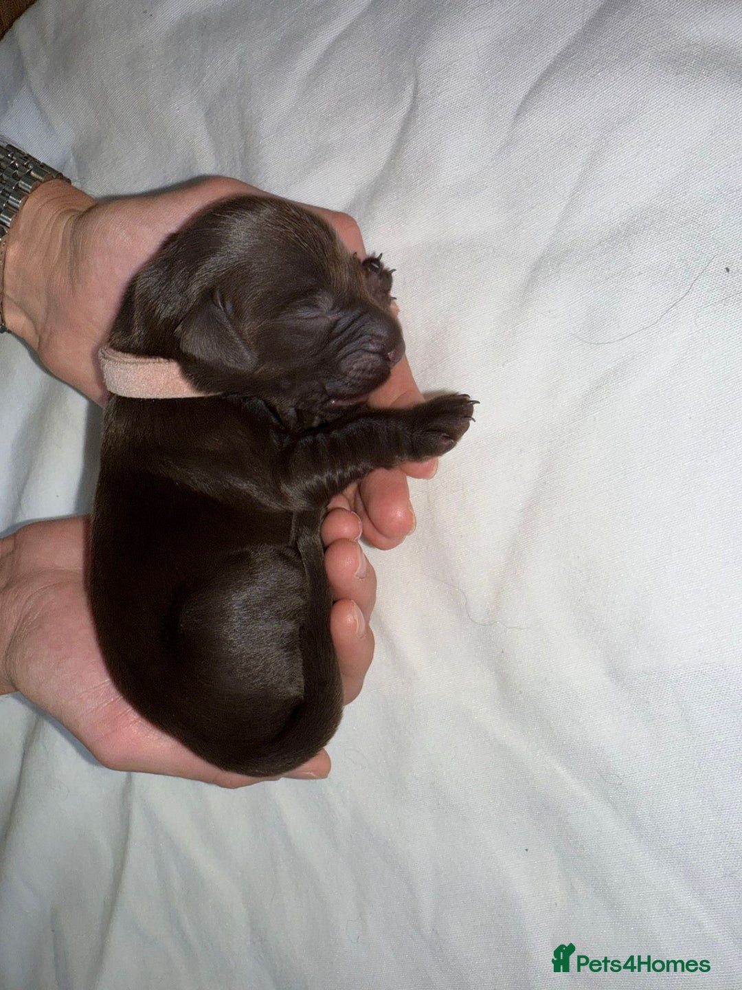 Flat coated Retriever dogs for sale: Flat coat Retriever Puppies for sale - Image 12