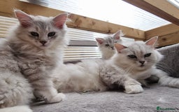 Persian cats for sale:  Boy and Girl pair to go together - Image 11