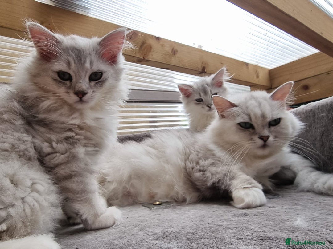 Persian cats for sale:  Boy and Girl pair to go together - Image 11