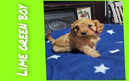 Cavapoo dogs for sale: Beautiful cavapoo litter - Image 3