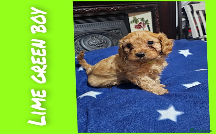 Cavapoo dogs - Advert 9