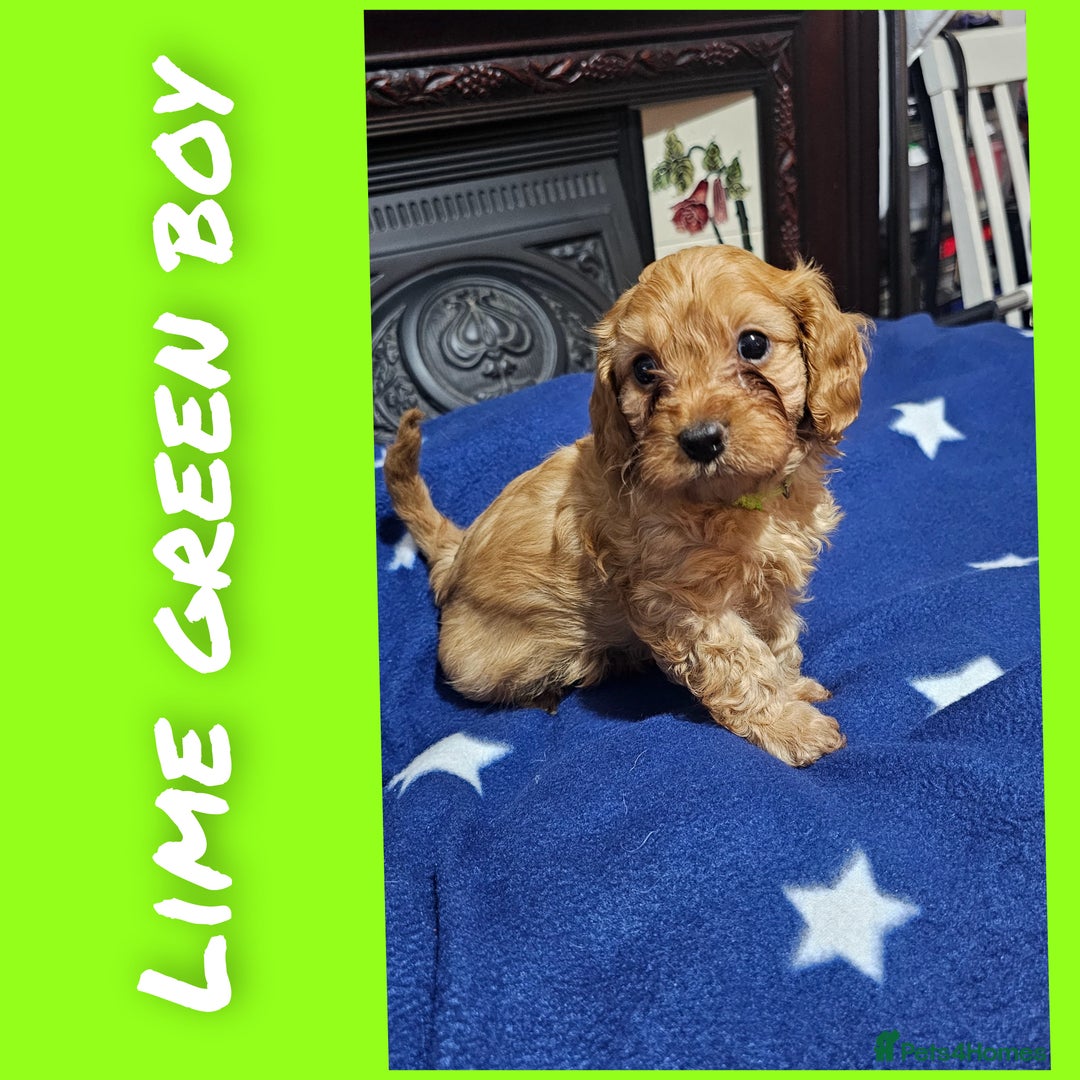 Cavapoo dogs for sale: Beautiful cavapoo litter - Image 3
