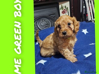 Cavapoo dogs - Advert 12