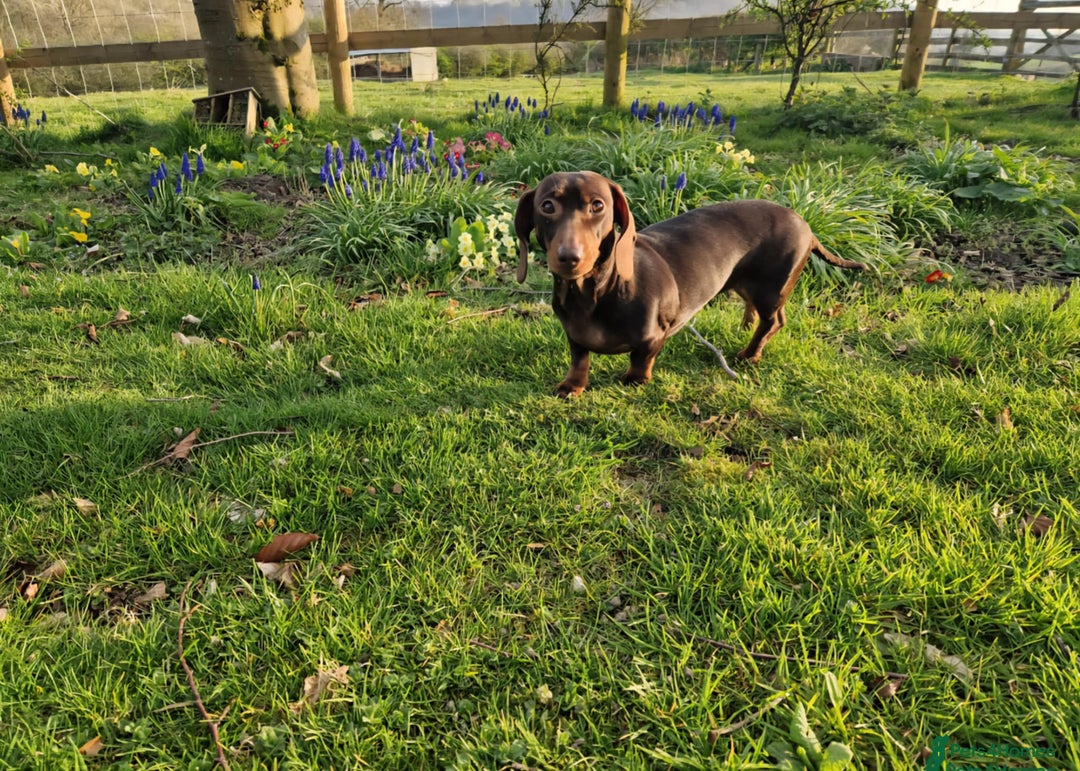 Miniature Dachshund dogs for sale: Miniature dachsund  - Image 9