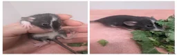 Rat rodents for sale: Beautiful rat pups - Advert 2