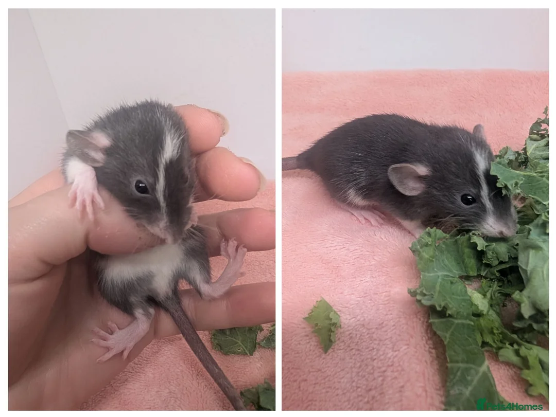 Rat rodents for sale: Beautiful rat pups - Advert 2