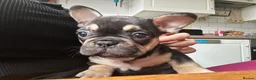 French Bulldog dogs for sale: Last two females left ready now - Advert 4