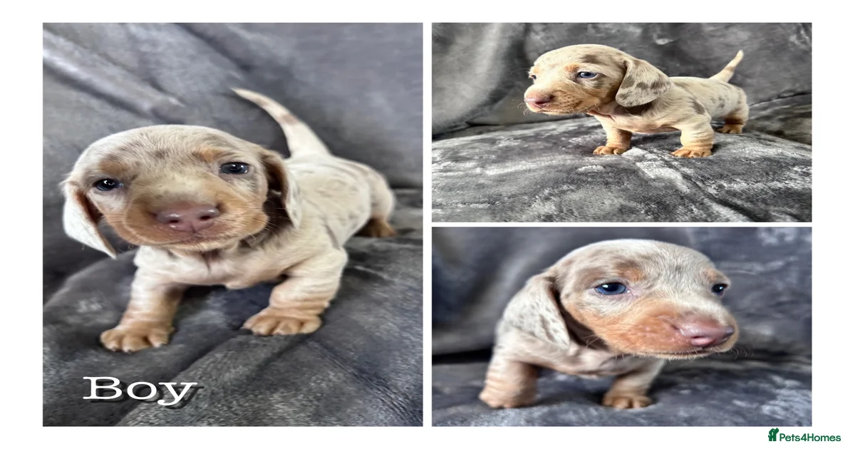 Dogs Puppies for sale | Pets4Homes