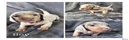 Miniature Dachshund dogs for sale: Miniature dachshund puppies  - Advert 1