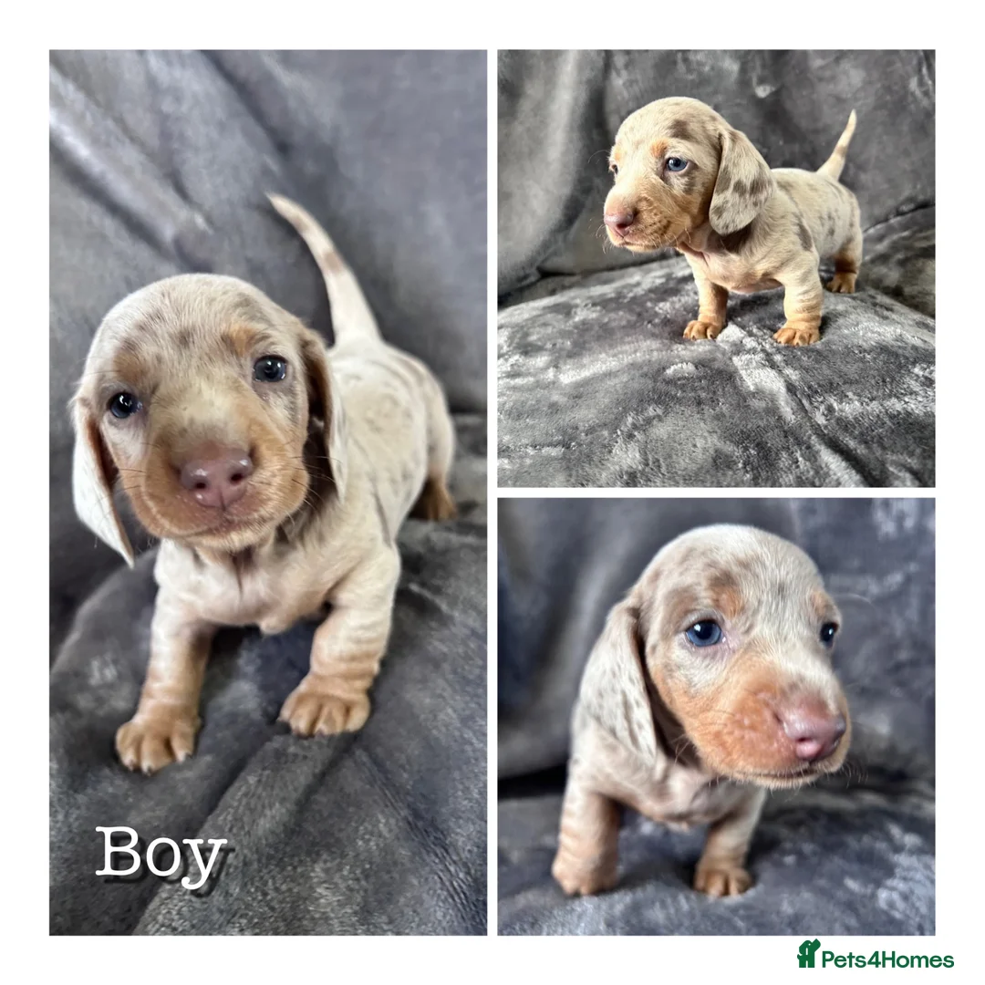 Miniature Dachshund dogs for sale: Miniature dachshund puppies  - Advert 1