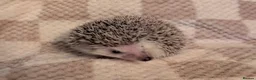 Pygmy Hedgehog rodents for sale: African pygmy hedgehog  - Advert 2