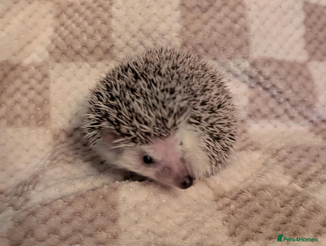 Pygmy Hedgehog rodents for sale: African pygmy hedgehog  - Advert 2