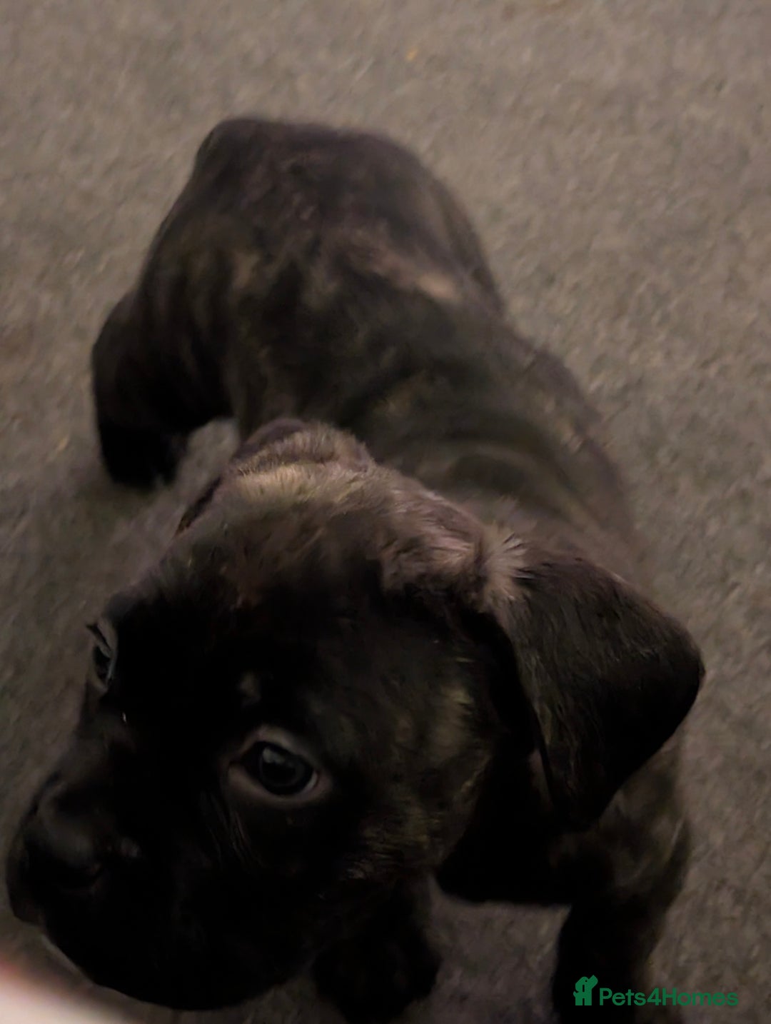 Mixed Breed dogs for sale: American pocket Corso puppies  - Advert 12