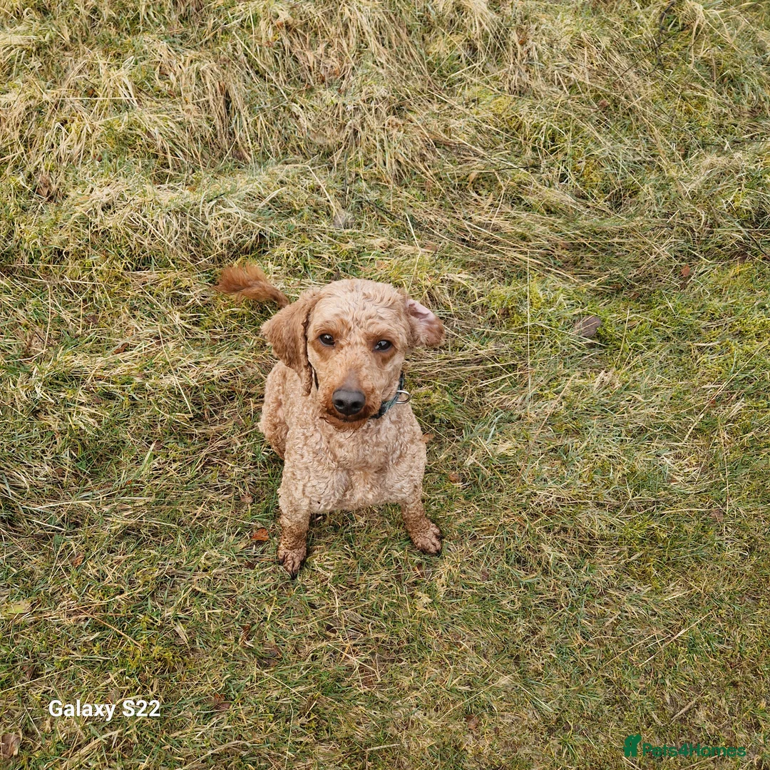 Cockapoo dogs for sale: F1b Cockapoo - Advert 5