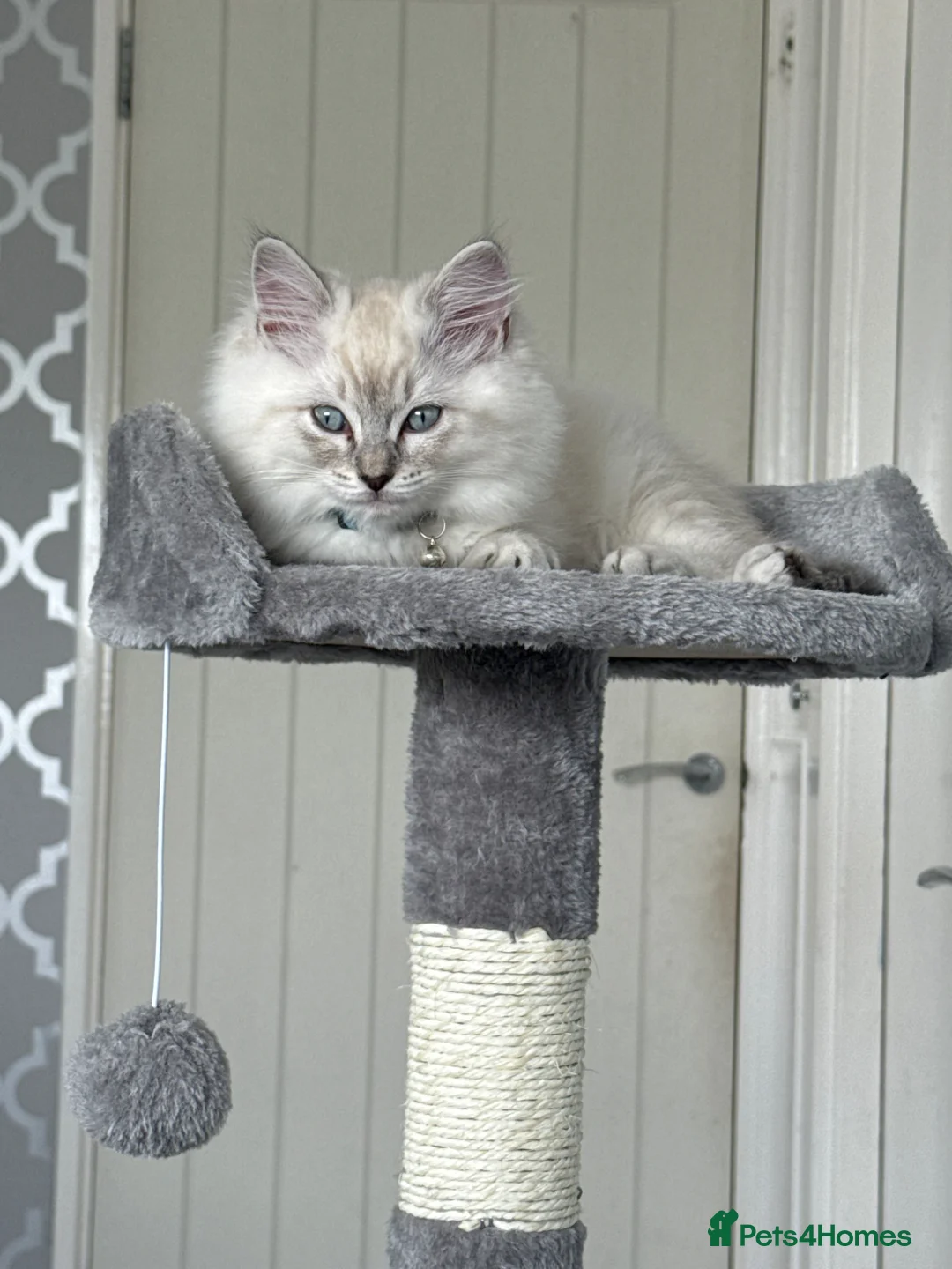 Ragdoll cats for sale: Blue Lynx Point Ragdoll Kitten 11 weeks  - Advert 6