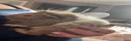 Guinea Pig rodents for sale: 2 beautiful male guinea pigs for sale  - Advert 6