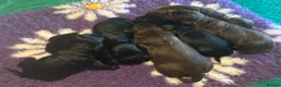 Cocker Spaniel dogs for sale: Cocker Spaniel Puppies in Wishaw - Advert 12