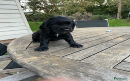 Cocker Spaniel dogs for sale: Stunning Working Cocker Spaniel pups  - Image 1