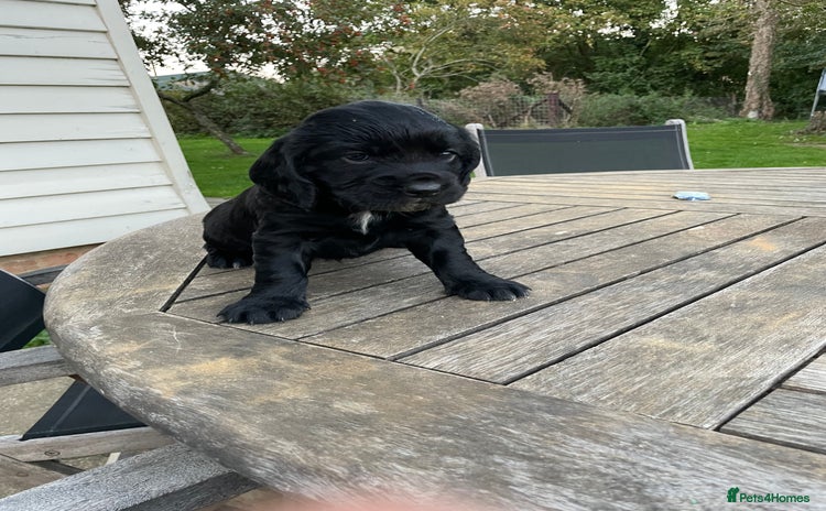 Cocker Spaniel dogs for sale - Advert 1
