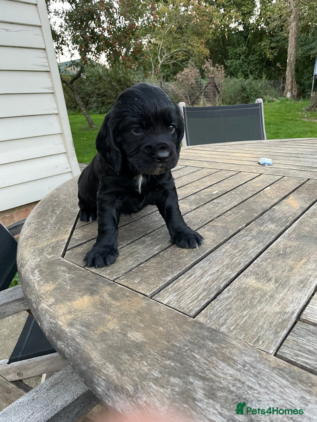 Cocker Spaniel dogs for sale: Stunning Working Cocker Spaniel pups  - Image 1