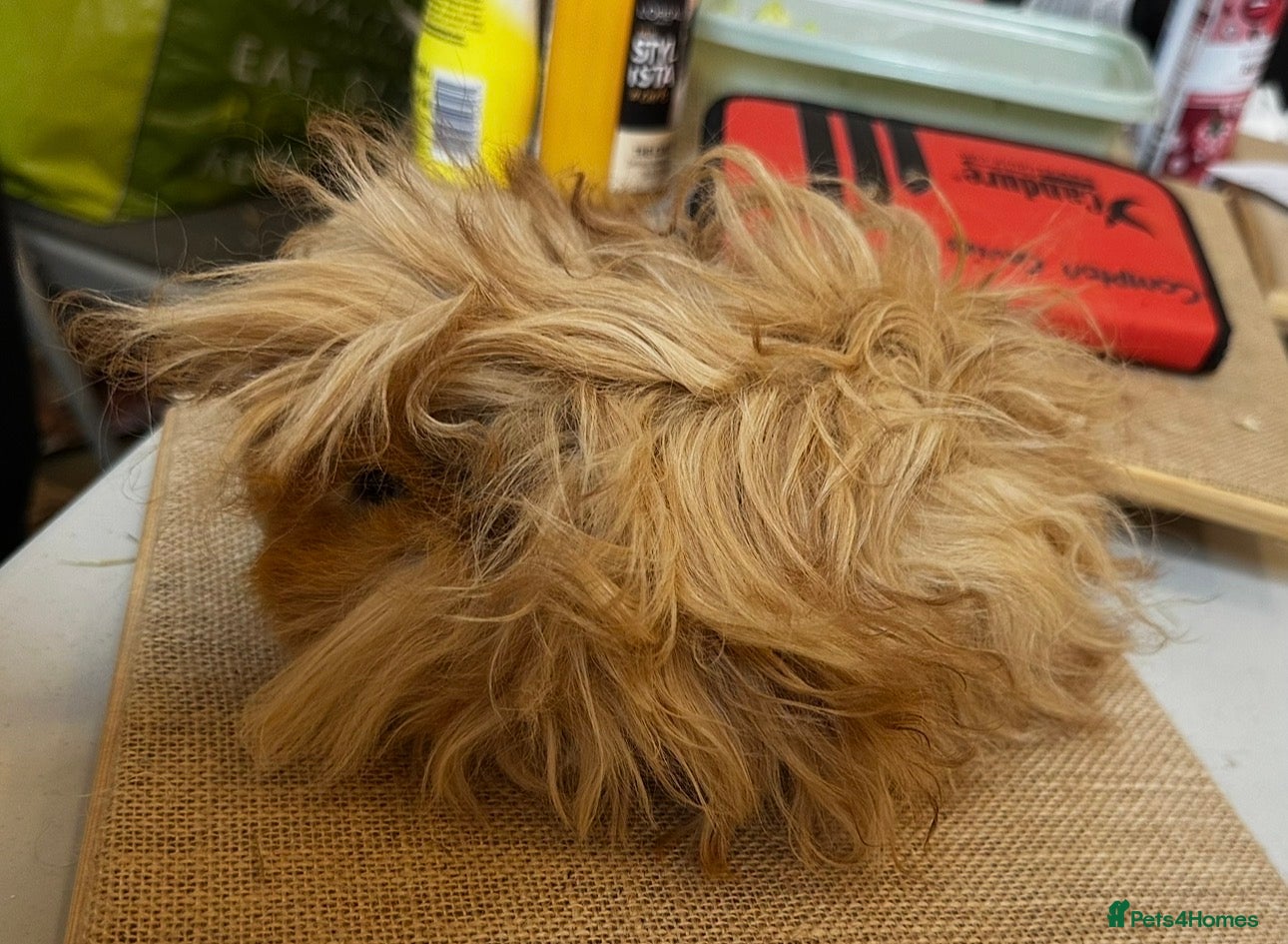 Guinea Pig rodents DE Golden Lunkarya - Advert 2