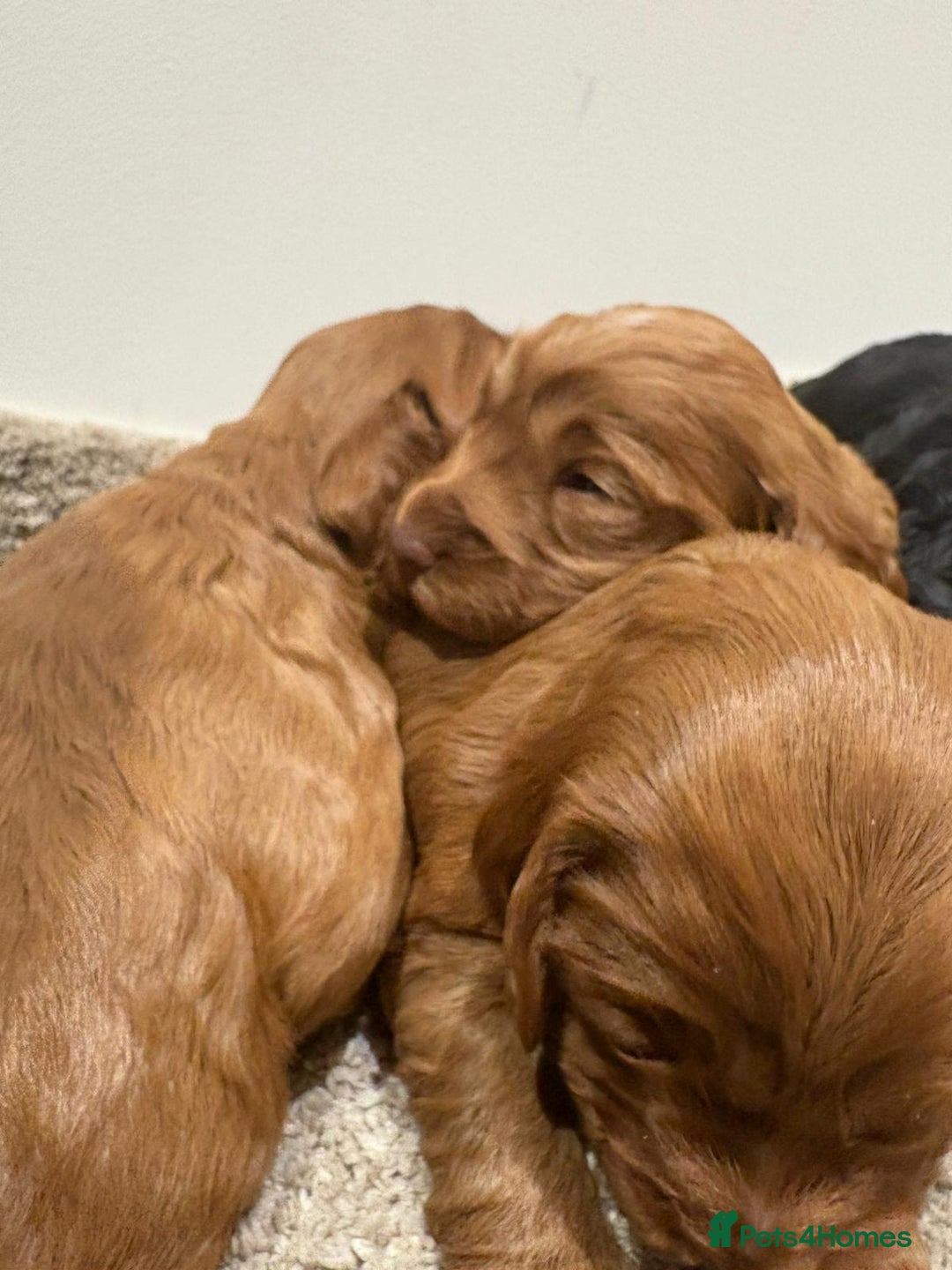 Cockapoo dogs for sale: Stunning cockapoo girls with health tested parents - Advert 6