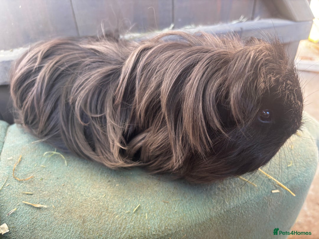 Guinea Pig rodents for sale: Guinea pigs - Image 1