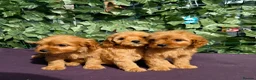 Cavapoo dogs for sale: dna clear f1 red cavapoo puppies , FAMILY REARED in Alford - Advert 10