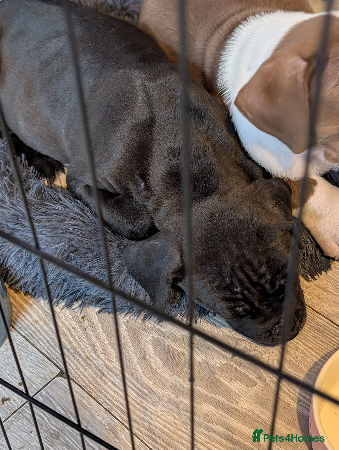 Mixed Breed dogs for sale: Female cane corso cross staff - Advert 3