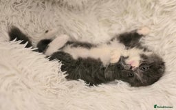 Scottish Fold cats for sale: Last stunning baby  - Image 4