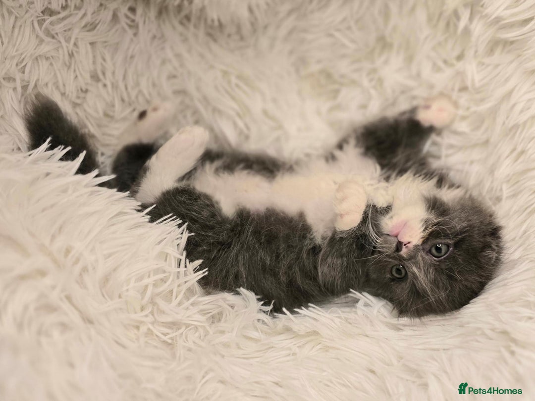 Scottish Fold cats for sale: Last stunning baby  - Image 4