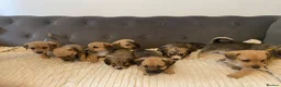 Jack Russell dogs for sale: Beautiful jack Russell puppies for sale.  - Advert 5