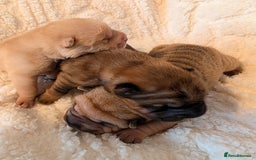 Shar Pei dogs for sale: ONLY 2 LEFT! Beautiful Champion Shar Pei Puppies!  - Image 4