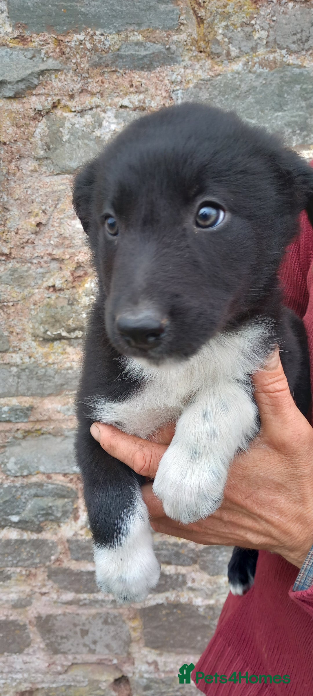 Border Collie dogs for sale: 7 adorable puppies available NOW - Image 5