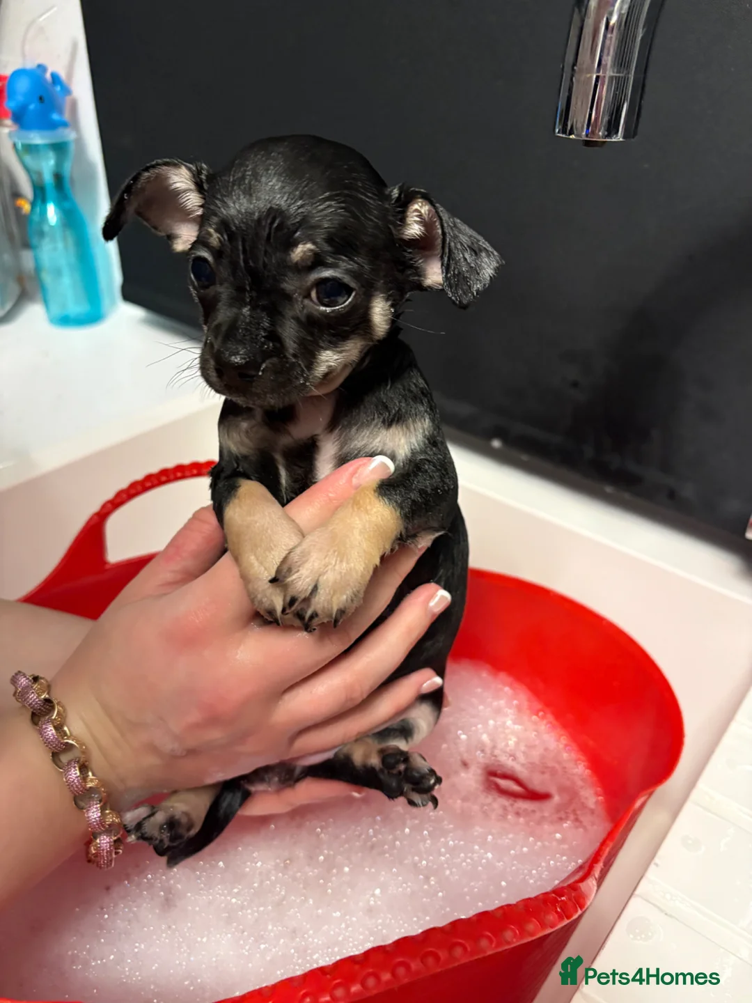 Chihuahua dogs for sale: Chihuahua girl puppy - Advert 6